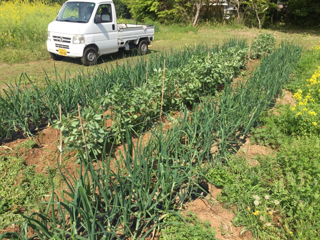 ちょっと変わった野菜の配達サービス