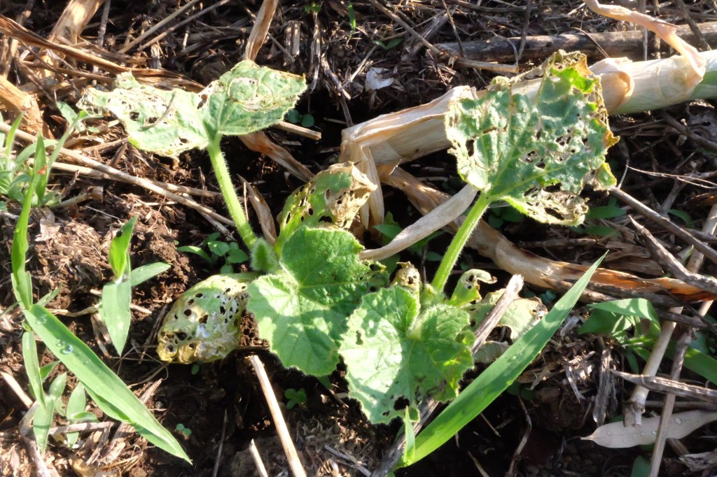 南瓜栽培②と振り返り