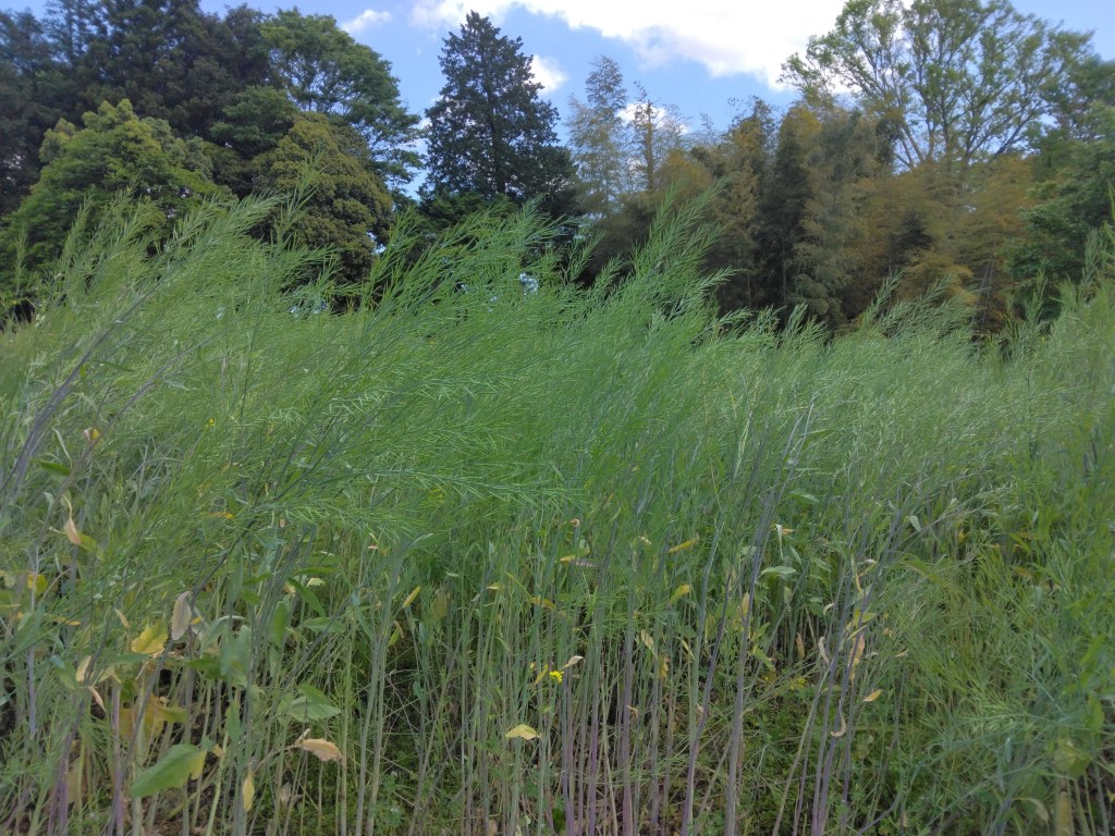 GWはからし菜刈り