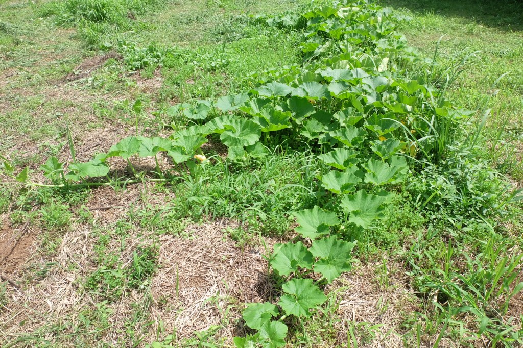 南瓜の栽培③とウェブサイトの公開