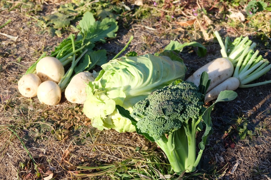 農閑期に今後について考えてみた